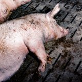 Landwirtschaftsministerin Köstinger auf der Flucht: Tierschutz stellt Vollspaltenboden in Frage