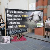 AMA will auf die Bedürfnisse der Schweinefleischbranche eingehen, nicht der Tiere