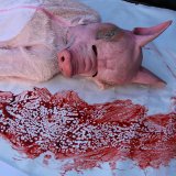Schweine-Vollspaltenboden: Landwirtschaftsministerin Köstinger hat Blut an den Händen