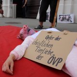 80 Schweine sterben pro Stunde in Österreichs Schweinefabriken auf Vollspaltenboden