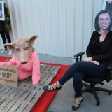 Einladung zu VGT-Aktion: Rollentausch zwischen Köstinger und Vollspalten-Schweinen