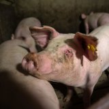 Landwirtschaftskammerpräsident Moosbrugger will Wohl der Schweine dem Profit opfern