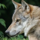 Zum Wolf: Maus von Mauswiesel getötet – wo bleibt der Aufschrei der Tierschützer:innen?