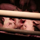 Tierschützer fordert bei Köstinger-Termin Vollspalten-Verbot Schweine