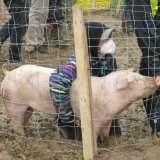 VGT präsentiert Video zur Räumung beim Rettungsversuch Schweine Vollspalten-Tierfabrik