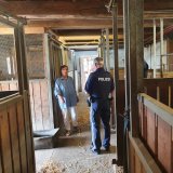 Hausdurchsuchung im Tierparadies Schabenreith in OÖ: Polizei sucht befreite Schweine!