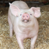 Neue Fotos von befreiten Schweinen: Verletzungen durch Vollspaltenboden