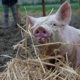 Neues VGT-Video: Schweinepaar Mickey und Jackie zeigen, dass Schweine Stroh brauchen