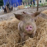 Einladung: morgen Donnerstag Stroh-Vollspalten-Schweine Aktion am Stephansplatz in Wien