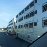 VGT deckt auf: Schweine-Transporter aus Pöttelsdorfer Tierfabriken zum Schlachthof