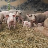 Familie Hubmann lädt VGT zu Besichtigung ihrer konventionellen Strohschweinehaltung