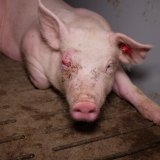 Neue Aufdeckung: VGT veröffentlicht Film aus Schweinefabriken zweier OÖ ÖVP-Funktionäre