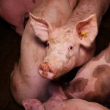 VGT deckt erneut Schweinefabrik mit Vollspaltenboden in OÖ auf – von der ÖVP gedeckt