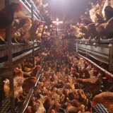Die vergessene Henne am Welt-Ei-Tag 