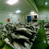 Blutige Delikatesse: Haifischflossensuppe auch bei uns beliebt