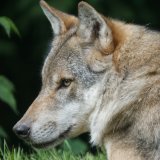VGT kritisiert Abschussfreigabe Wolf in Tirol: es sind ja keine Tiere mehr auf Almen