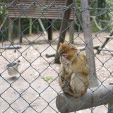 Zu kleine Gehege, verstörte Tiere – Tierpark Altenfelden im Mühlviertel in der Kritik des Tierschutzes
