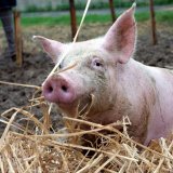 Schweinebefreiung: Polizei ermittelt gegen VGT-Obmann wegen Tierquälerei