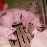 Amtstierärztin: Befreiung zweier Schweine aus Vollspaltenbodenhaltung sei Tierquälerei