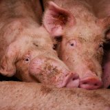 VGT deckt auf: 3 Schweine-Teilspaltenbodenbetriebe in NÖ mit skandalösen Zuständen