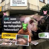 Schweine-Vollspaltenboden: bundesweit Proteste vor ÖVP-Zentralen