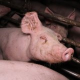 VGT zeigt auf: aufgedeckte Schweine-Betriebe schon länger in der Kritik, keine kurzzeitigen Probleme
