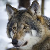 Landesverwaltungsgericht Tirol hebt Wolf-Abschussbescheid als rechtswidrig auf!