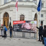 VGT fordert Rücktritt von Landwirtschaftsministerin Elisabeth Köstinger!