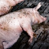 Köstinger verhindert im heutigen Tierschutzausschuss im Alleingang Vollspaltenverbot