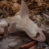 Neue Aufdeckung: Fischmassaker auf schwimmenden Schlachtfabriken