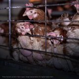 Markt-Check: Verborgene Hühnerqual im Weihnachtskeks
