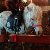 Ein Trauerspiel: Ponyreiten am Christkindlmarkt