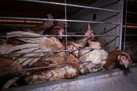Hühner in einem Käfig