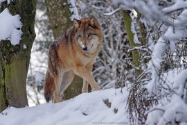 Wolf in idyllischer Winterlandschaft