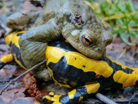 Erdkröte mit Feuersalamander