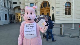 Aktivist im Schweinekostüm