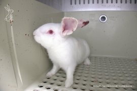 Kaninchen im TV