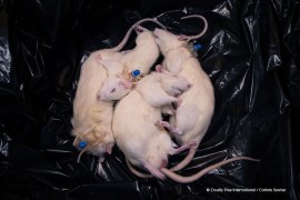 In Tierversuchen missbrauchte tote Ratten in einem Plastik-Sack