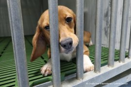 Beagle in Versuchskäfig