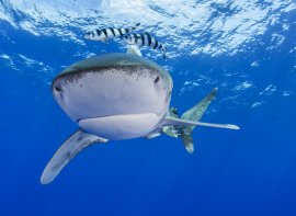 Großer Hai mit geschlossenem Maul im Wasser