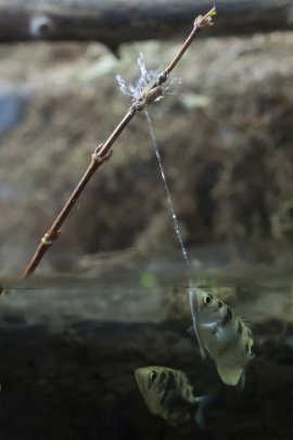 Fisch schießt mit Wasser auf Insekten