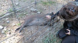 Ein Wildschwein lässt sich durch das Gitter des Gatters kraueln
