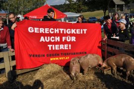 Tierschützer:innen halten ein Infobanner neben Schweinen in Freilandhaltung