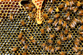 Waben mit Honig und Bienen