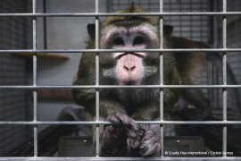 Ein traurig blickender Affe in einem Käfig