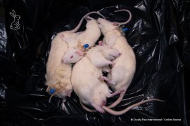Tote Ratten aus einem Labor