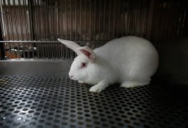 Kaninchen für Tierversuch
