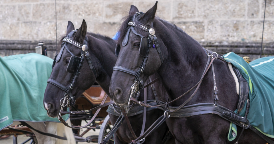 “Verein gegen Tierfabriken (VGT) Supports Review of New Fiaker Contract for Better Horse Conditions: Press Conference Invitation”