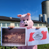 Medienspiegel: Schweineskandal im Bezirk Korneuburg