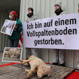 Einladung: VGT-Aktion mit totem Schwein zu Vollspaltenboden am Wr. Stephansplatz